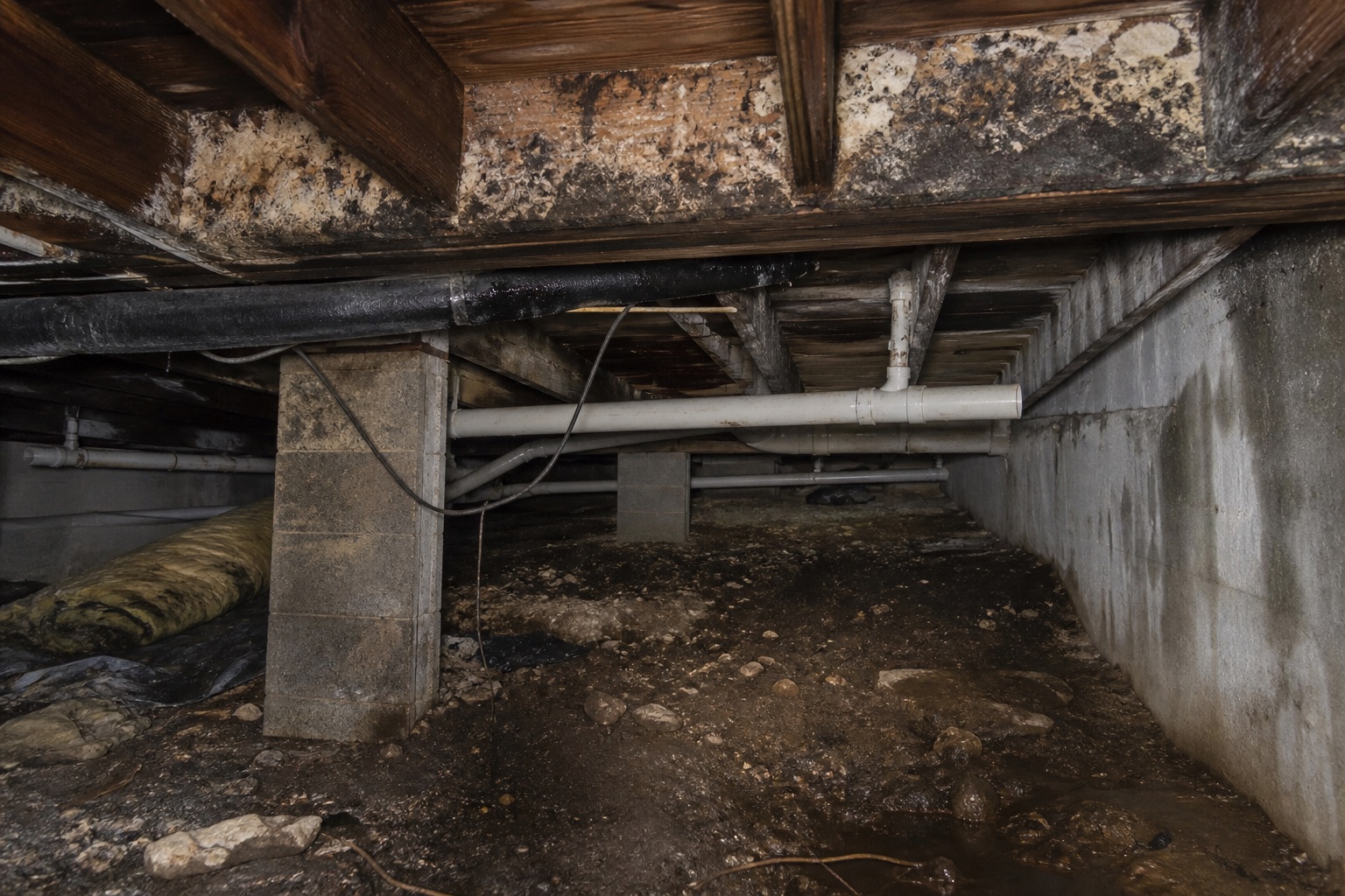 Damp crawlspace or fungus on framing